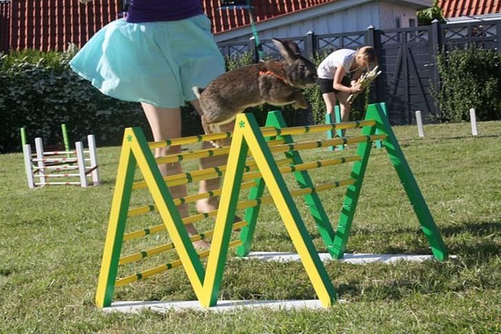 Kanin SCh. Neottia Nidus-avis - Juni 2010 billede 13