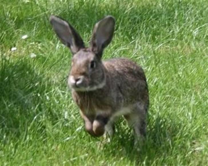 Kanin SCh. Neottia Nidus-avis - 2008 billede 14