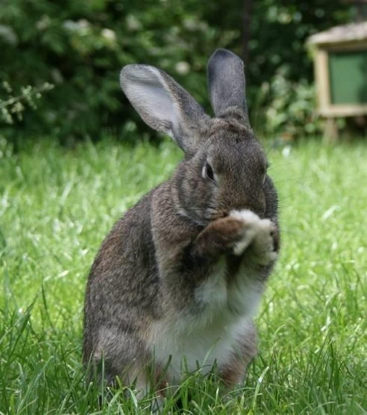 Kanin SCh. Neottia Nidus-avis - 2008 billede 15