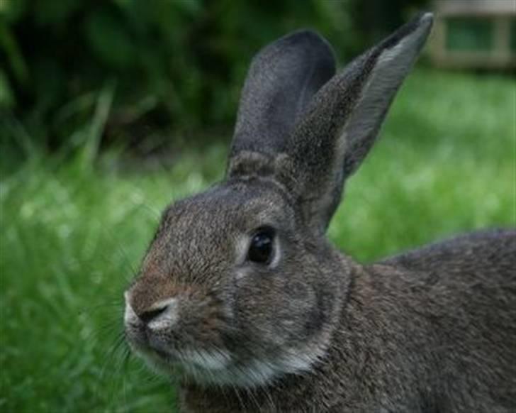 Kanin SCh. Neottia Nidus-avis - 2008 billede 16