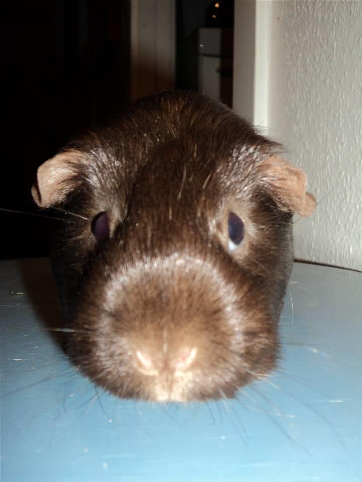 Marsvin Dolce La Cabaña billede 1