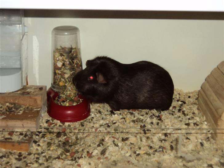 Marsvin Dolce La Cabaña billede 2