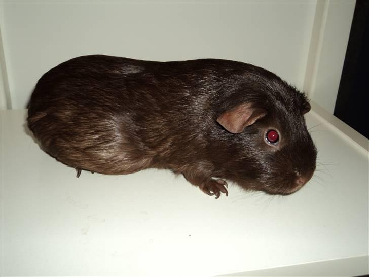 Marsvin Dolce La Cabaña billede 3