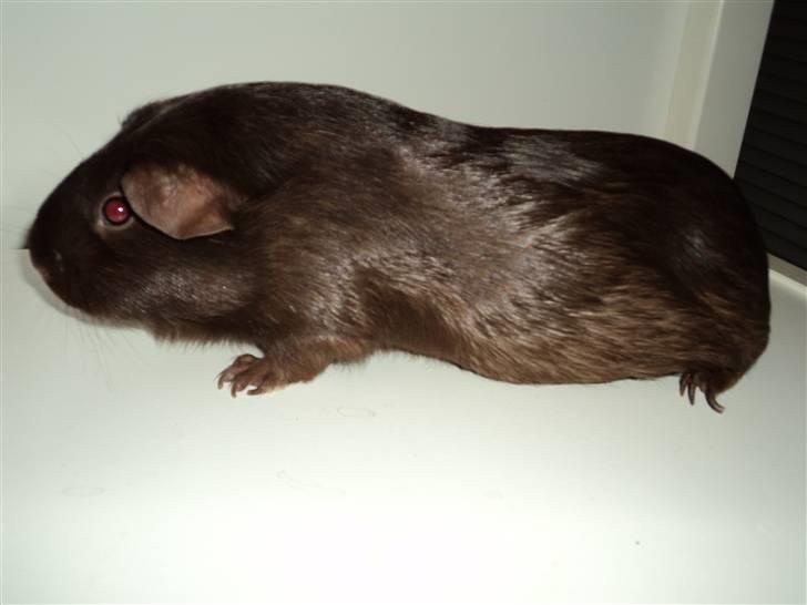 Marsvin Dolce La Cabaña billede 4