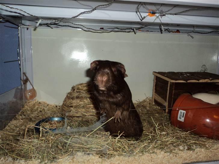 Marsvin Dolce La Cabaña billede 5