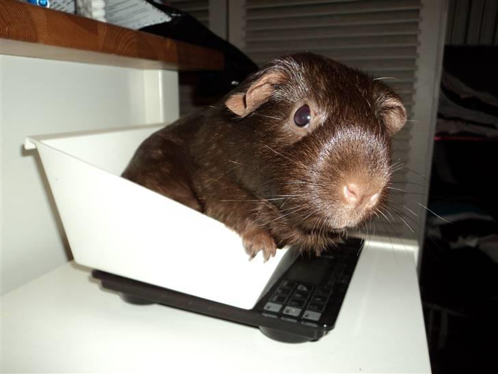 Marsvin Dolce La Cabaña billede 6