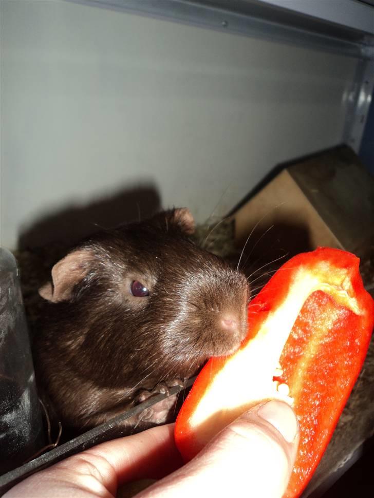 Marsvin Dolce La Cabaña billede 7