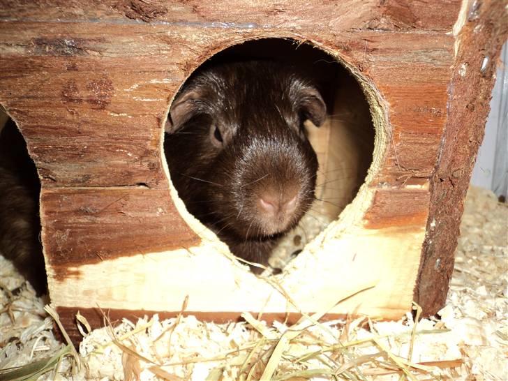 Marsvin Dolce La Cabaña billede 8