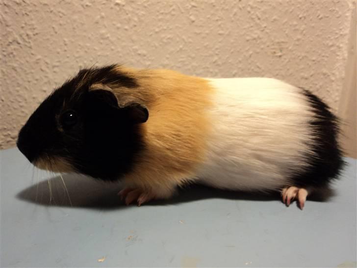 Marsvin Arizona billede 1