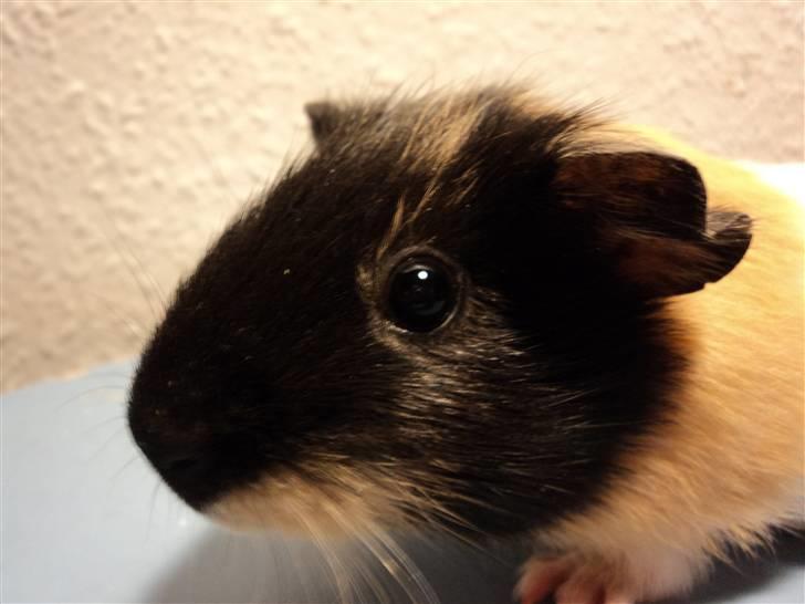 Marsvin Arizona billede 2