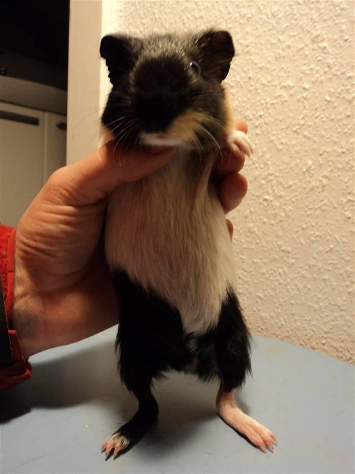 Marsvin Arizona billede 3