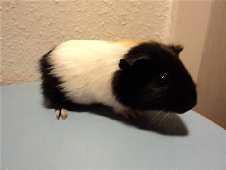 Marsvin Arizona billede 4