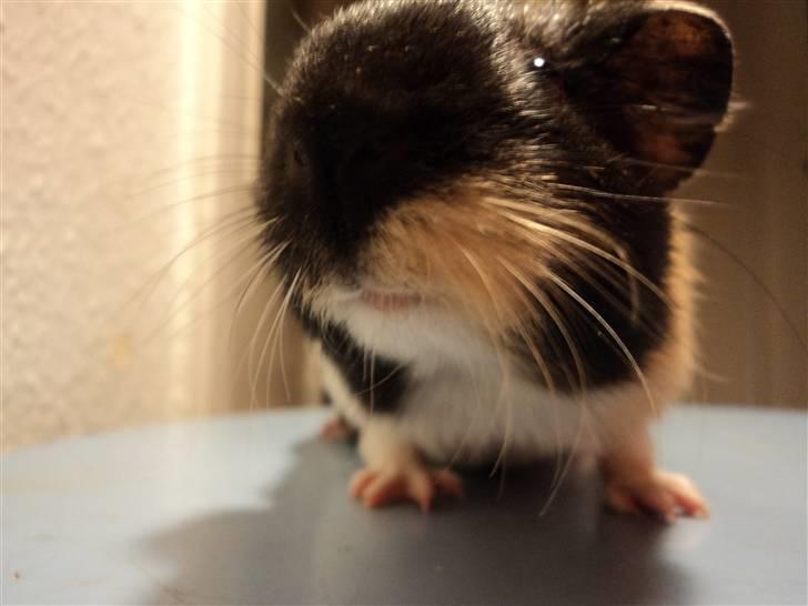 Marsvin Arizona billede 5