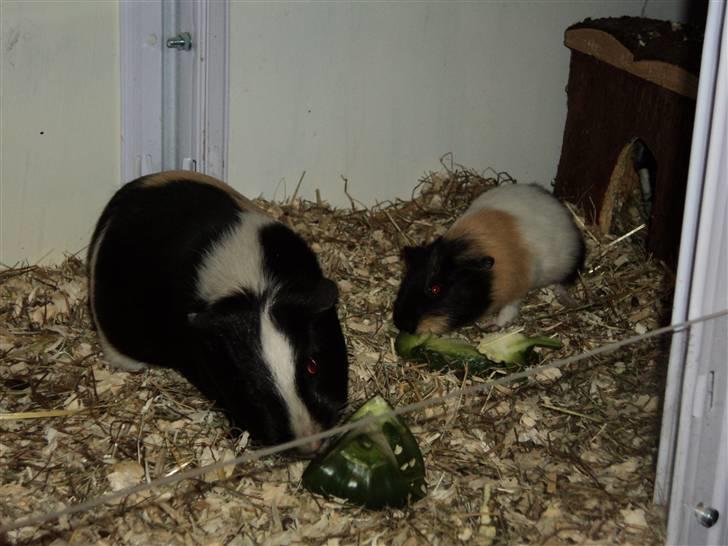 Marsvin Arizona billede 6