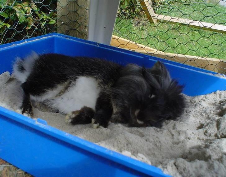 Kanin Simba billede 1