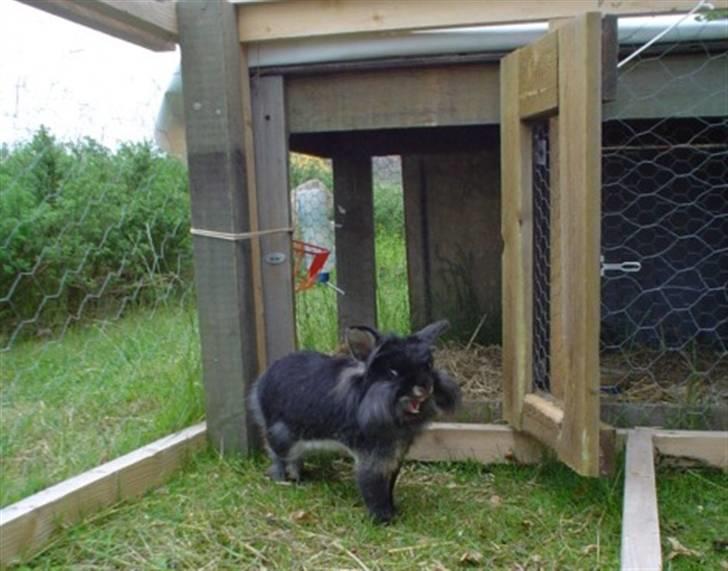 Kanin Simba billede 2