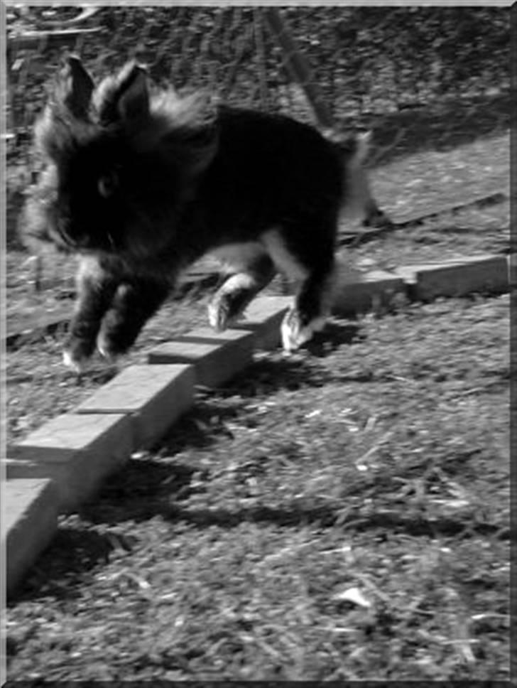 Kanin Simba billede 3