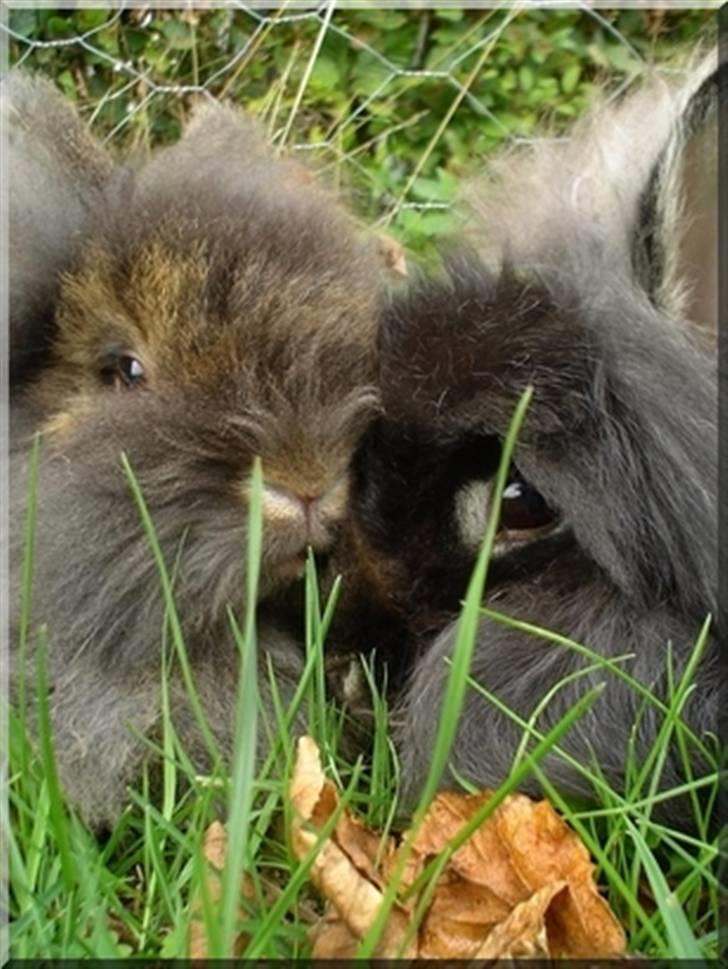 Kanin Simba billede 4