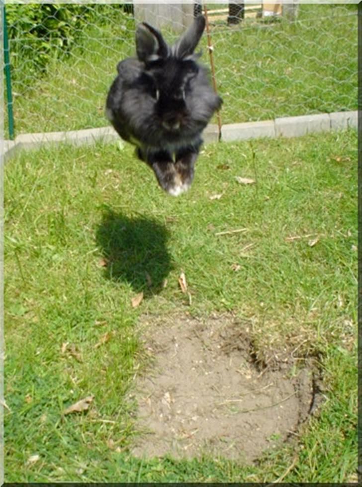 Kanin Simba billede 5