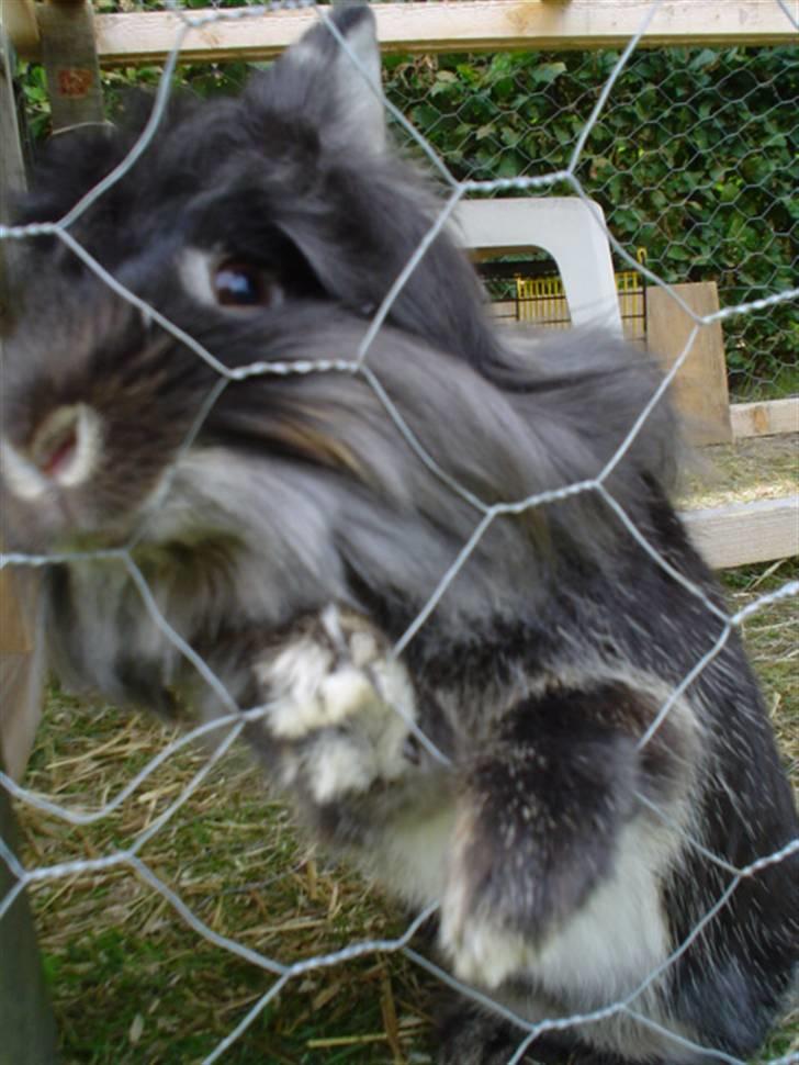 Kanin Simba billede 6