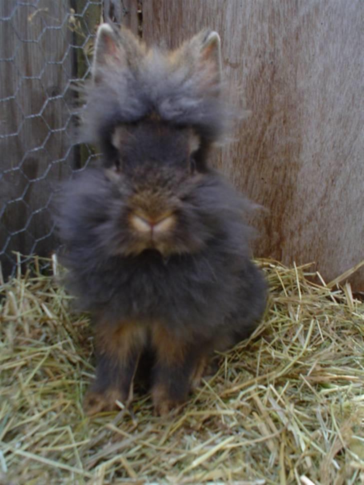 Kanin Lille My billede 1