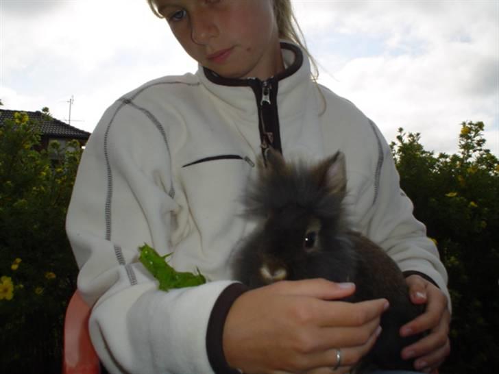 Kanin Lille My billede 2