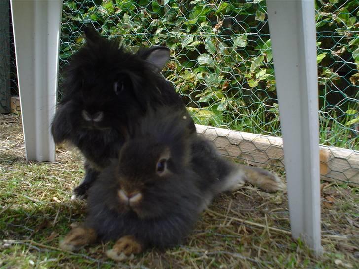 Kanin Lille My billede 3