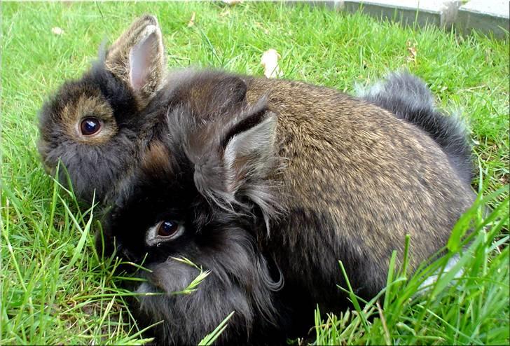 Kanin Lille My billede 4