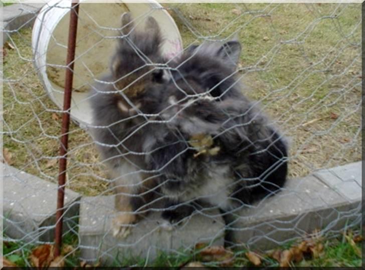 Kanin Lille My billede 5