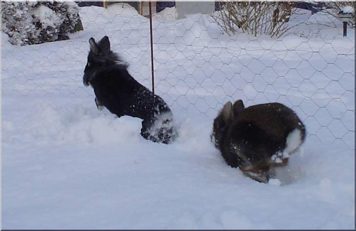 Kanin Lille My billede 6