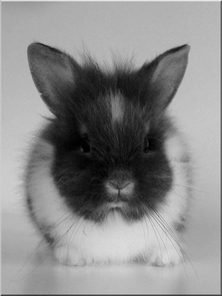 Kanin Rafiki billede 1