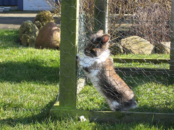 Kanin Rafiki billede 2