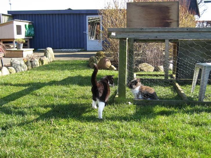 Kanin Rafiki billede 3