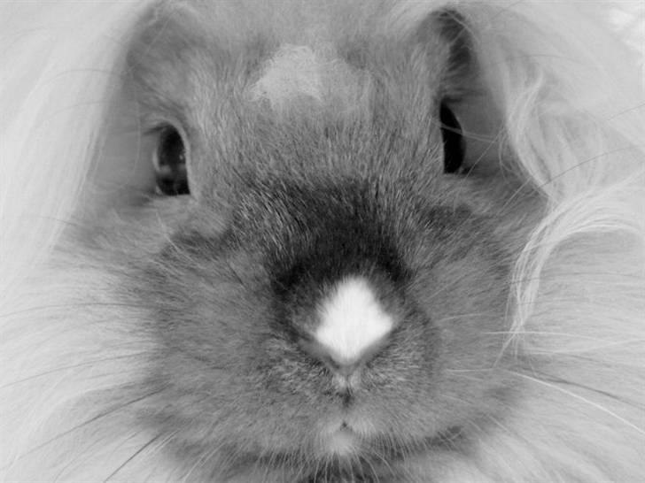 Kanin Nemo billede 1