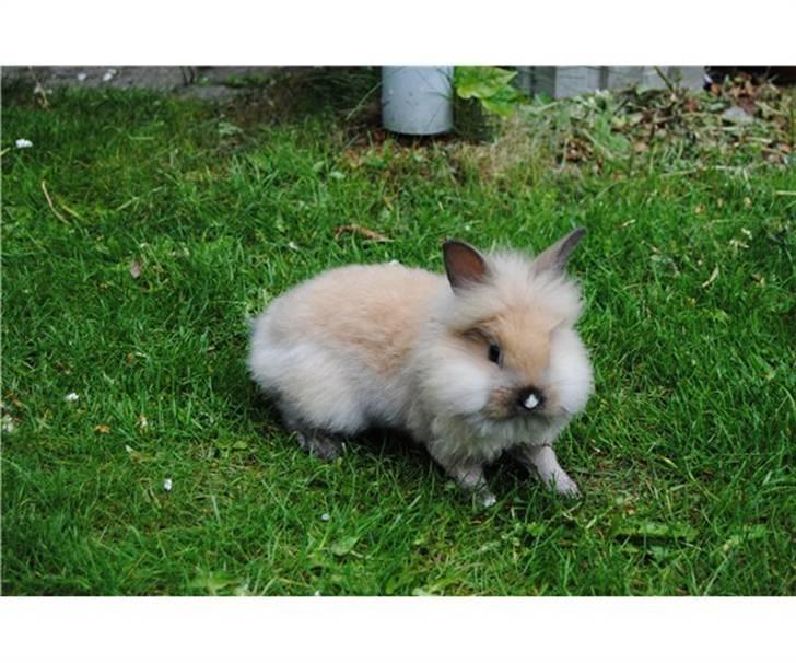 Kanin Nemo - Baby Nemo <3 billede 2