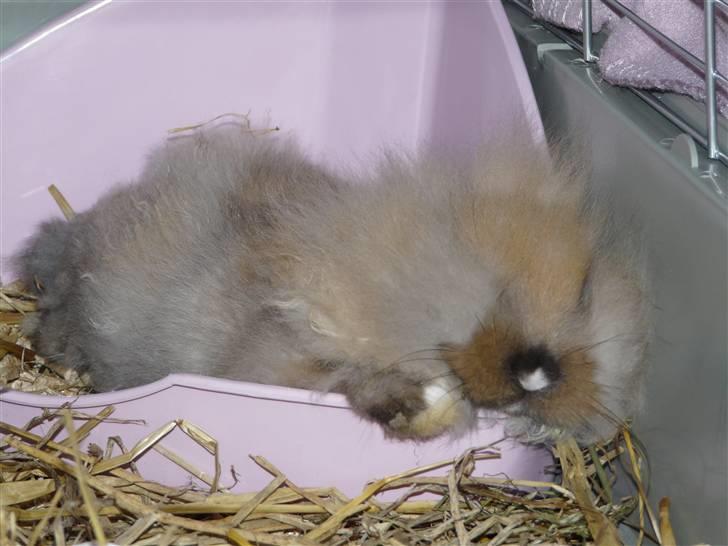 Kanin Nemo - Samme dag, jeg fik ham hjem :) 9 uger gammel.. billede 3