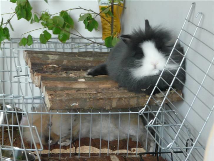 Kanin Nemo - Nemo putter under kæresten Nala, som jeg desværre ikke har mere :( billede 4