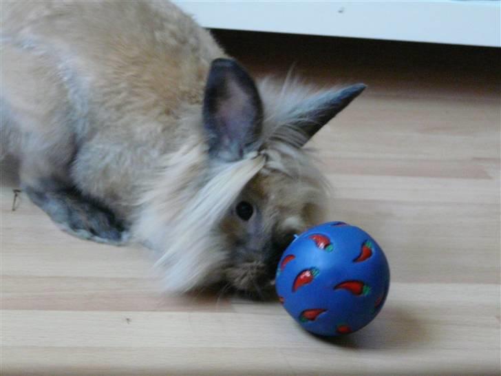 Kanin Nemo - Nemo m. foderbold billede 5