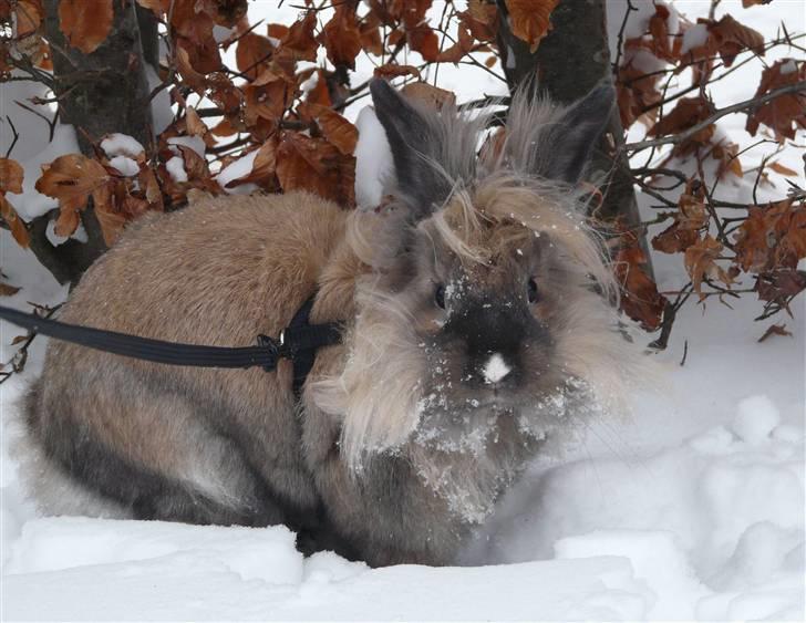 Kanin Nemo - Nemo i sneen - deeet var sjaw, syntes han! billede 7