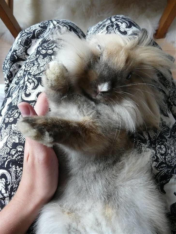 Kanin Nemo - Nå okay mor, så putter jeg da bare lige her på dit skød.. billede 9