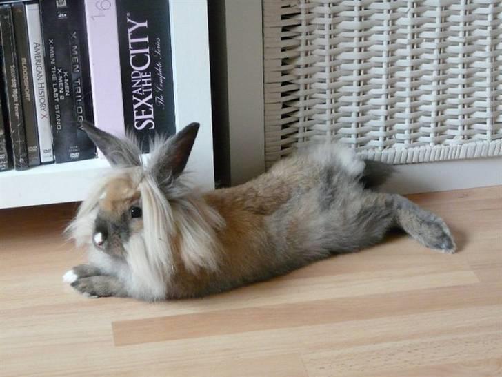 Kanin Nemo billede 10