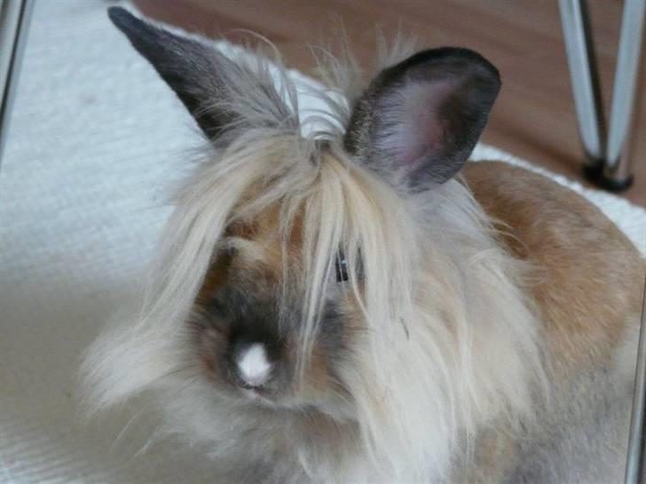 Kanin Nemo - Bad hair day! Hehe billede 11