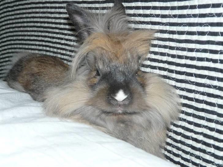 Kanin Nemo billede 12