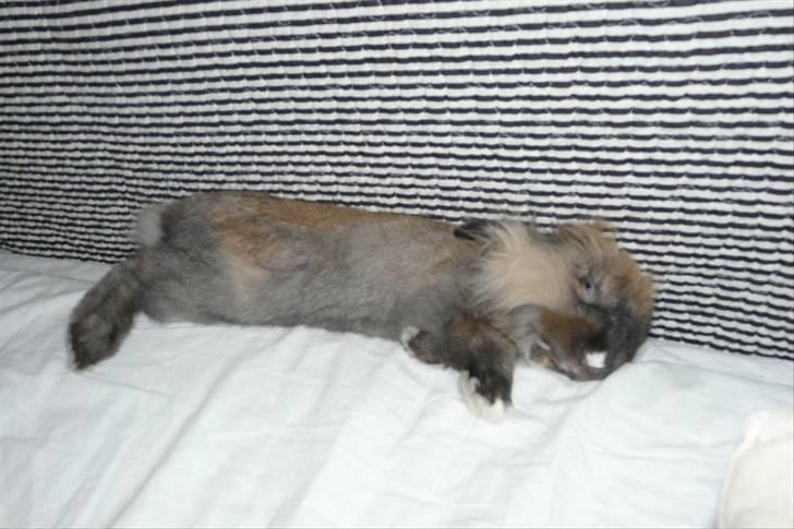 Kanin Nemo - Zzzzzzzzz.... God revner her i sofaen, siger Nemo billede 13