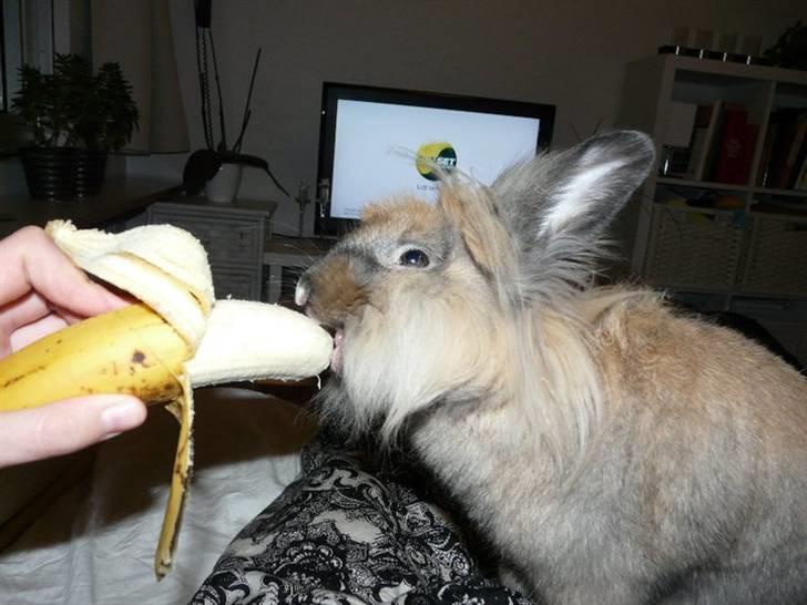 Kanin Nemo - HAPS! billede 14