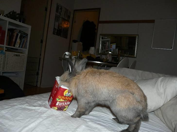 Kanin Nemo - Jeg tar´ lige selv mor... billede 15