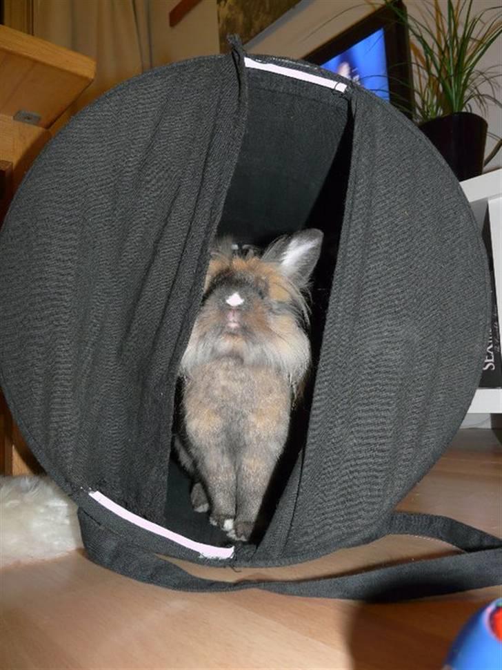 Kanin Nemo - Nemo fik min kærestes gamle, ødelagte vasketøjskurv-ting. DEN blev populær! billede 16