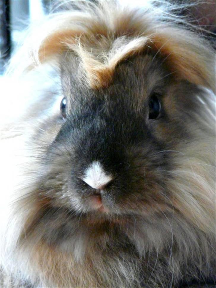 Kanin Nemo billede 17