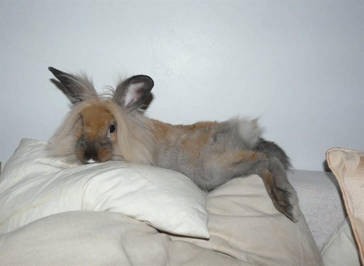 Kanin Nemo - Aaahh... Life is nice billede 18