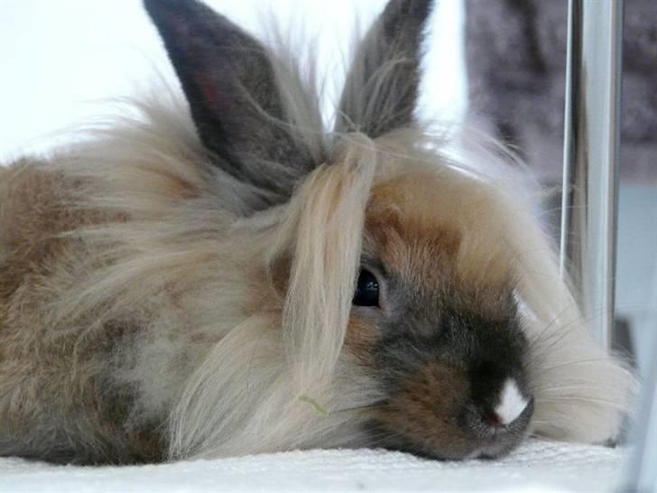 Kanin Nemo billede 19